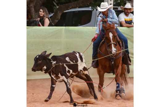GAVILAN